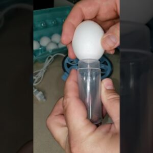 1 BUTTON & a BONUS Egg !!! Review Unboxing DASH Demo Test