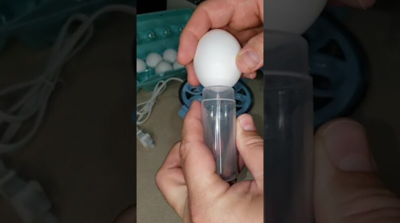 1 BUTTON & a BONUS Egg !!! Review Unboxing DASH Demo Test
